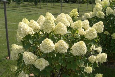 Hortensie "Limelight"